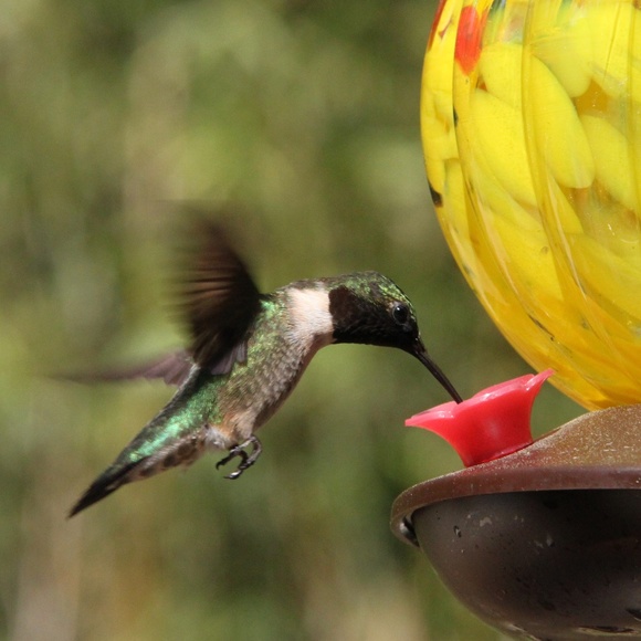 Meet your Posher, Hazel - Picture 1 of 3